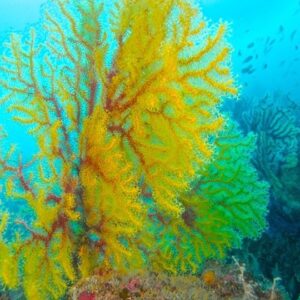 Corso di diving in Sicilia