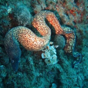 Corso di diving in Sicilia