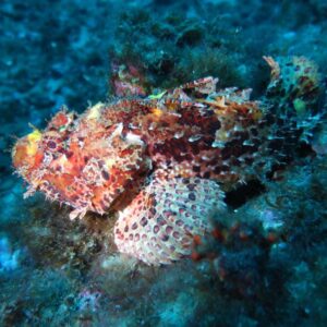 Corso di diving in Sicilia