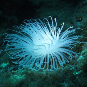 Corso di diving in Sicilia