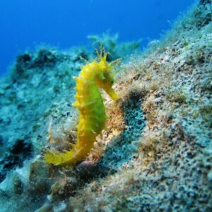 Corso di diving in Sicilia