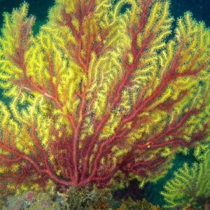 Corso di diving in Sicilia