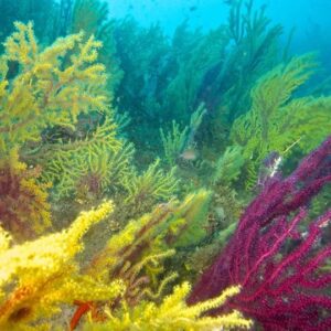 Corso di diving in Sicilia