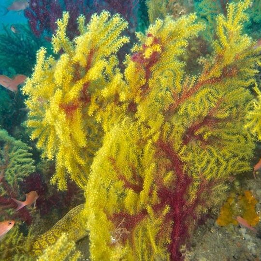 Corso di diving in Sicilia