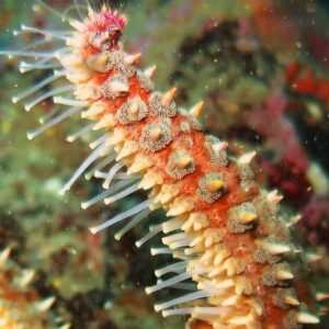 Corso di diving in Sicilia