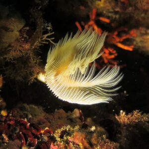 Corso di diving in Sicilia